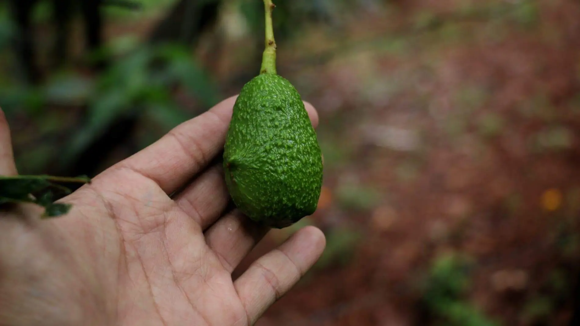 Mano sosteniendo un aguacate